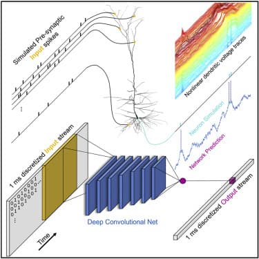 Brain-Inspired AI Breakthrough Mimics Human Visual Cortex